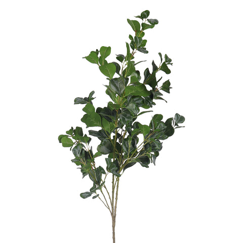 Eucalyptus leaves