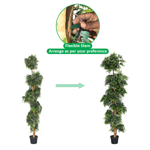 Ficus silk tree for decor