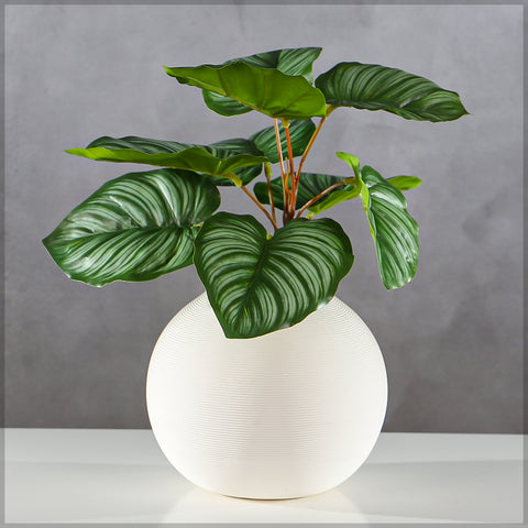 Decorative calathea orbifolia plant