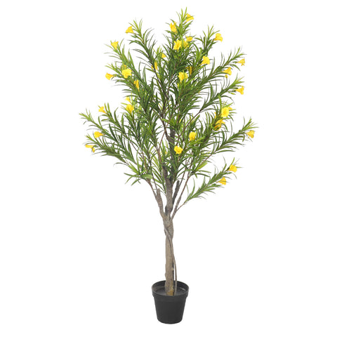 Cascabela Thevetia Plant (with black nursery pot)