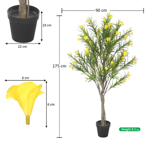 Cascabela Thevetia Plant (with black nursery pot)