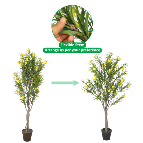 Cascabela Thevetia Plant (with black nursery pot)