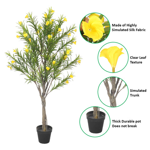 Cascabela Thevetia Plant (with black nursery pot)