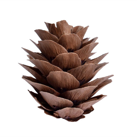 holiday pine cone decorations