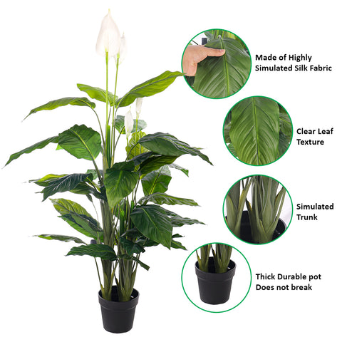 low maintenance Calla Lily