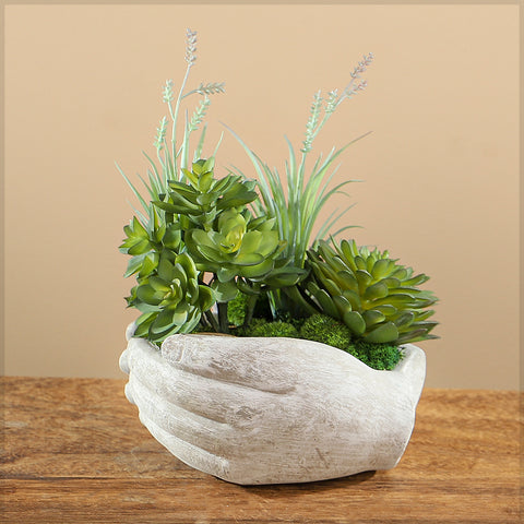 Succulent plant display