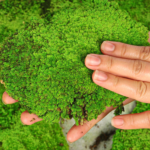 decorative moss pieces
