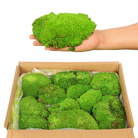 preserved dried moss pieces