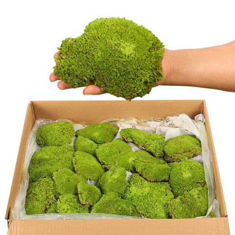 moss for terrarium setup