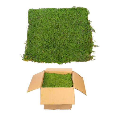 preserved dried moss sheet