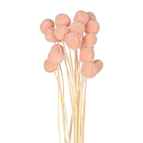 Natural Dried Craspedia Flower(without vase)