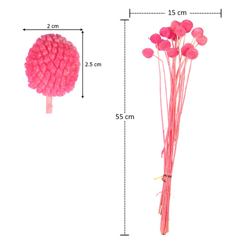 dried craspedia flowers