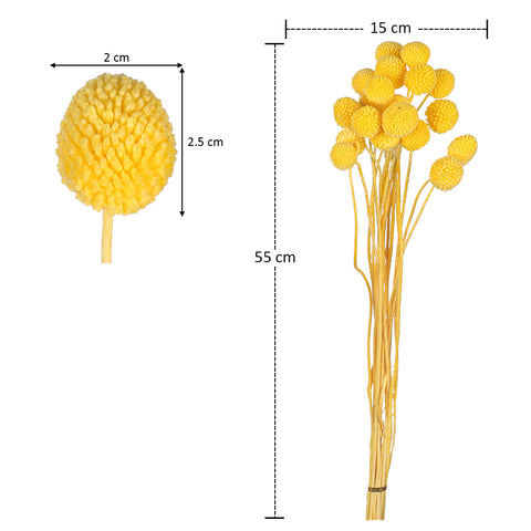 Natural Dried Craspedia Flower(without vase)