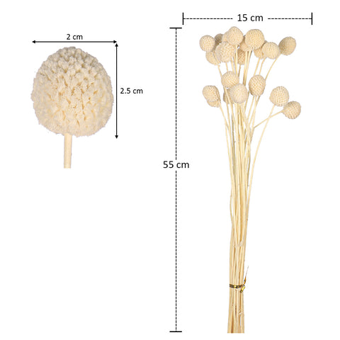 Natural Dried Craspedia Flower(without vase)