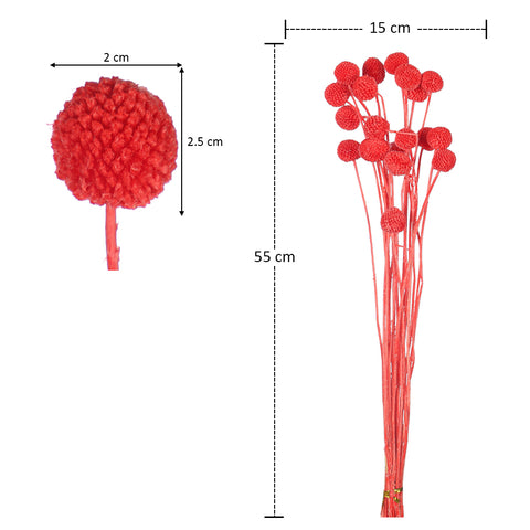 Natural Dried Craspedia Flower(without vase)