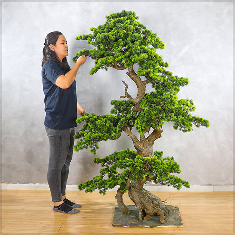 Artificial Pine Bonsai Plant 185cm Tall