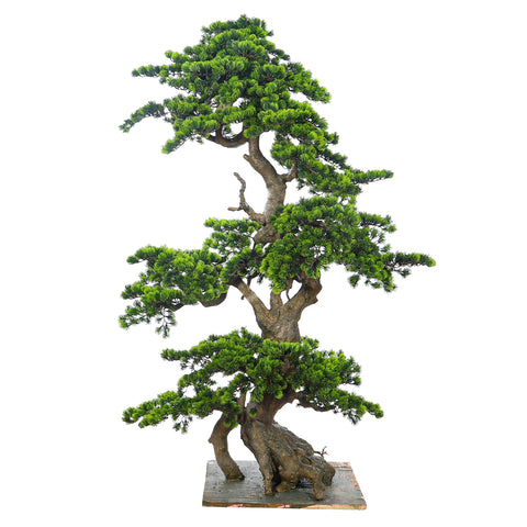 Artificial Pine Bonsai Plant 185cm Tall