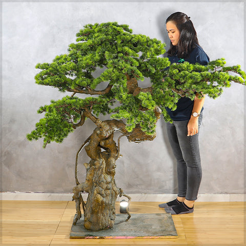 Artificial Cypres Pine Bonsai Plant 155cm Tall