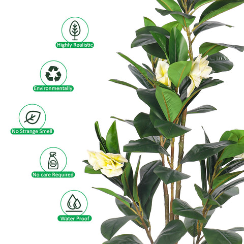 Indoor Magnolia Plant