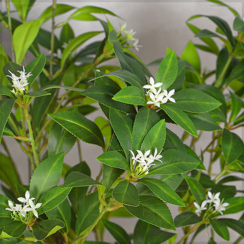 Realistic Japanese Pieris