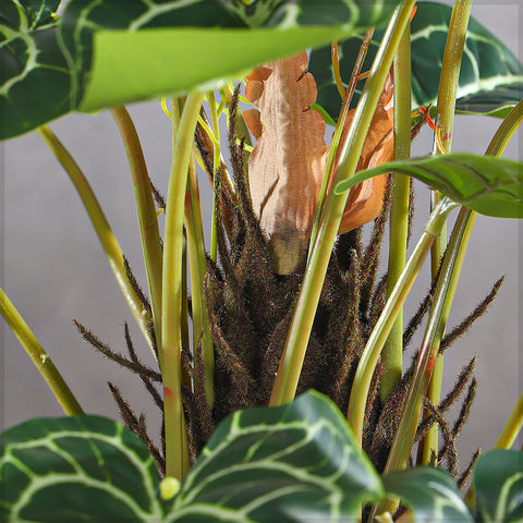 Caladium plant 95cm