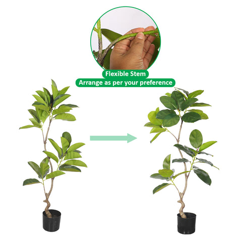 Oak Ficus