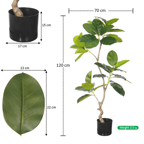 Ficus Tree