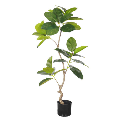 Indoor Plant