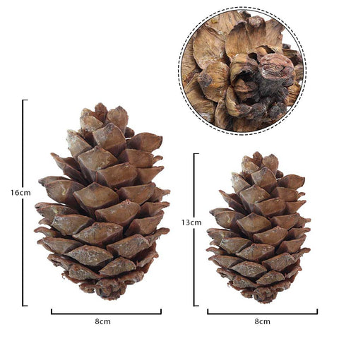 natural pine cones