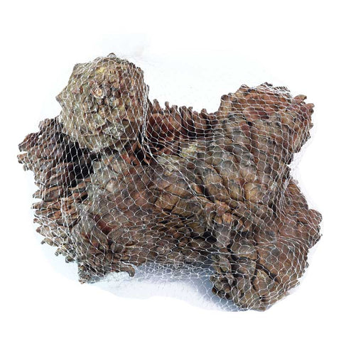 10PCS natural Christmas pine cones