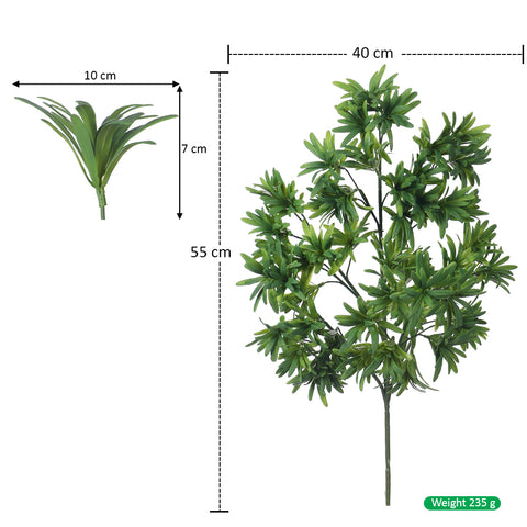 Podocarpus leaf branch
