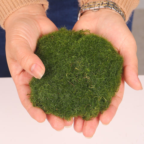 Green moss decor