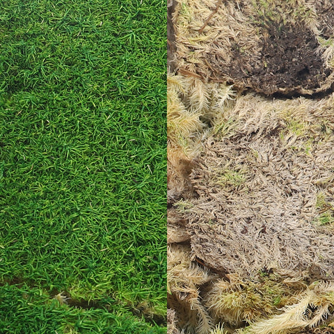 Preserved Pole Moss (1 Box)
