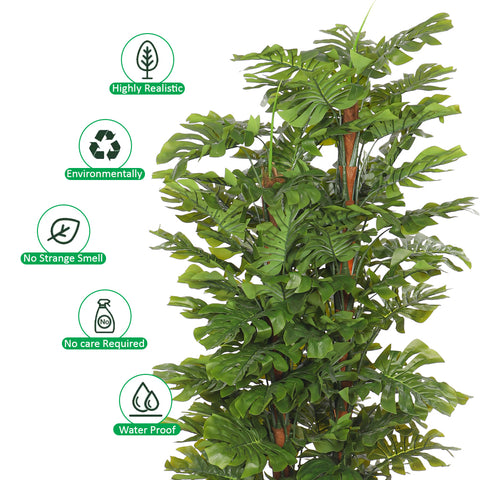 monstera plant UAE