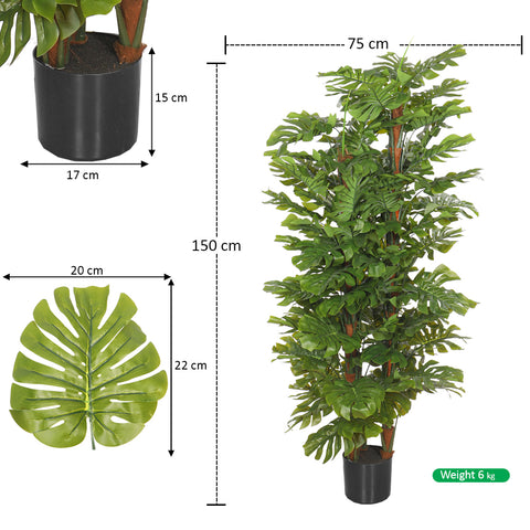 monstera plant for home