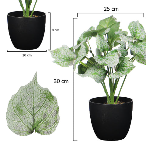 Small syngonium plant