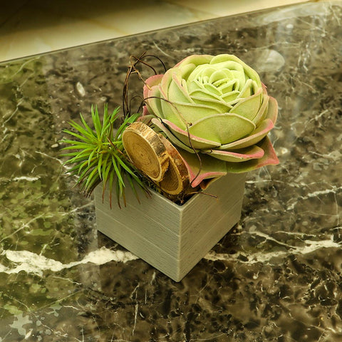 Low-Maintenance Potted Succulent