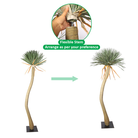 Yucca tree 275cm
