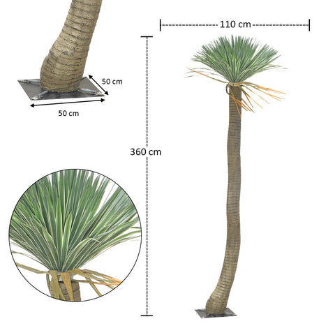 rostrata tree