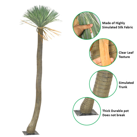 tall indoor plant