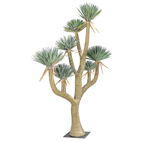 decorative dracaena draco