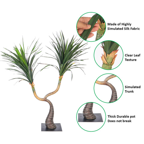 Mini Desert Yucca Plant
