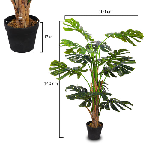 1.6m Tall Monstera Plant