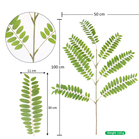 Acacia leaves