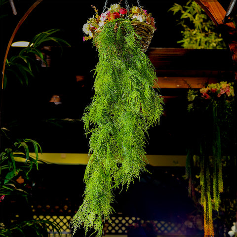 Cascading faux asparagus fern
