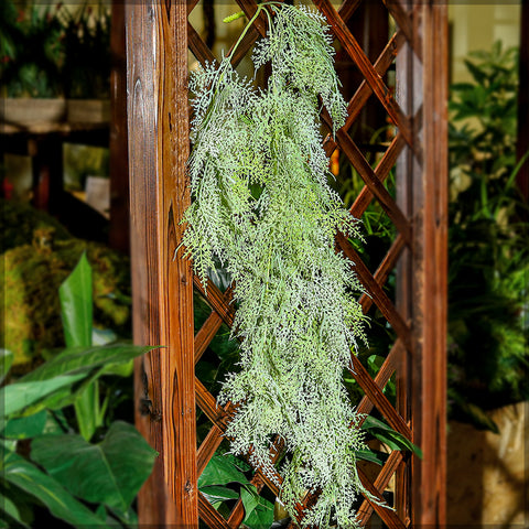Faux asparagus plant indoor