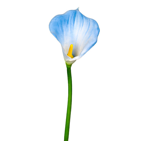 Artificial Calla Lilies Flowers Single Stem (without vase)