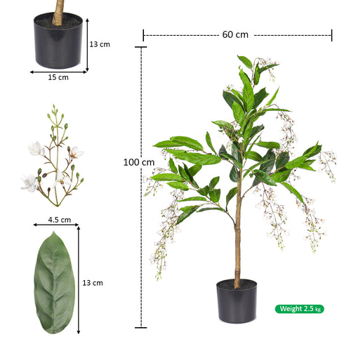 trailing jasmine plant