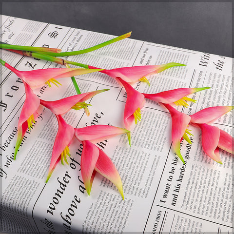 زهرة طيور الجنة الطبيعية تقريبًا