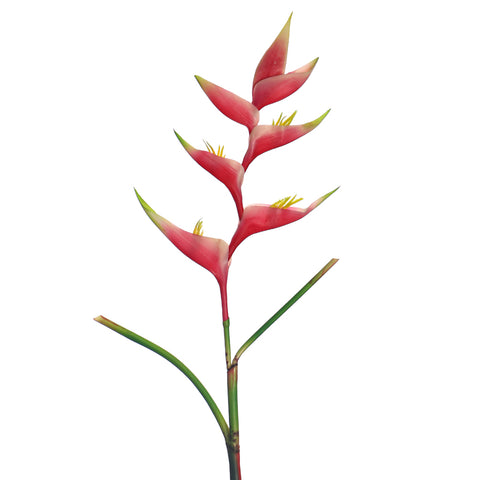 زهرة طيور الجنة الطبيعية تقريبًا